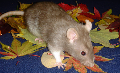 Fall 2004