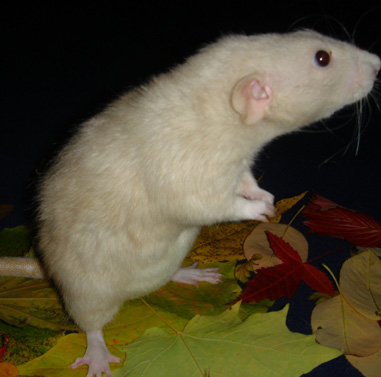 Fall 2004