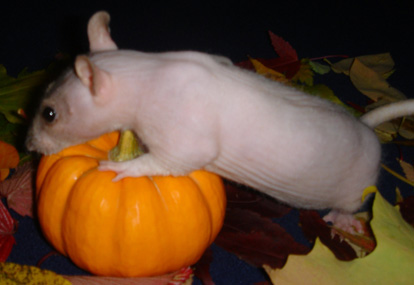 Fall 2004