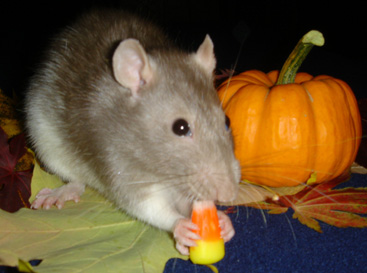 Fall 2004