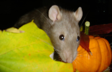 Fall 2004